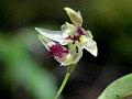 Rose-Spotted Bulb-Leaf Orchid
